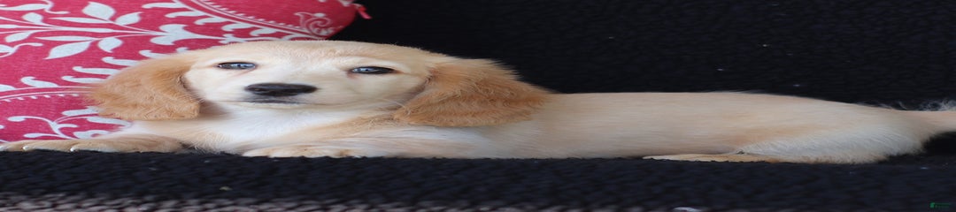 Mischief