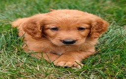 Goldendoodle dogs for sale: Rocky - Image 18