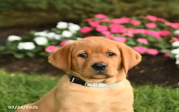 Labrador Retriever dogs for sale: Stella - Image 5