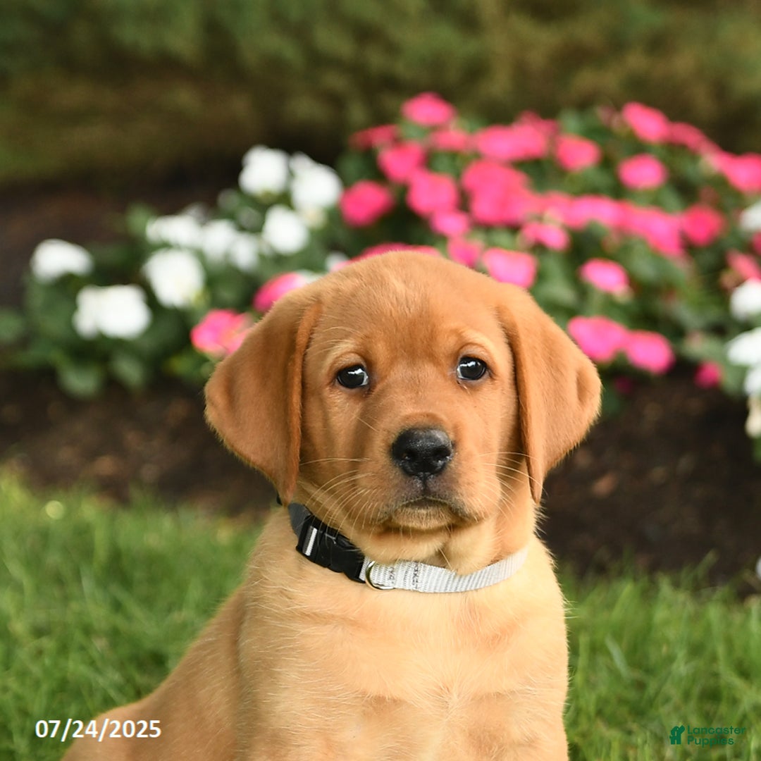 Labrador Retriever dogs for sale: Stella - Image 5