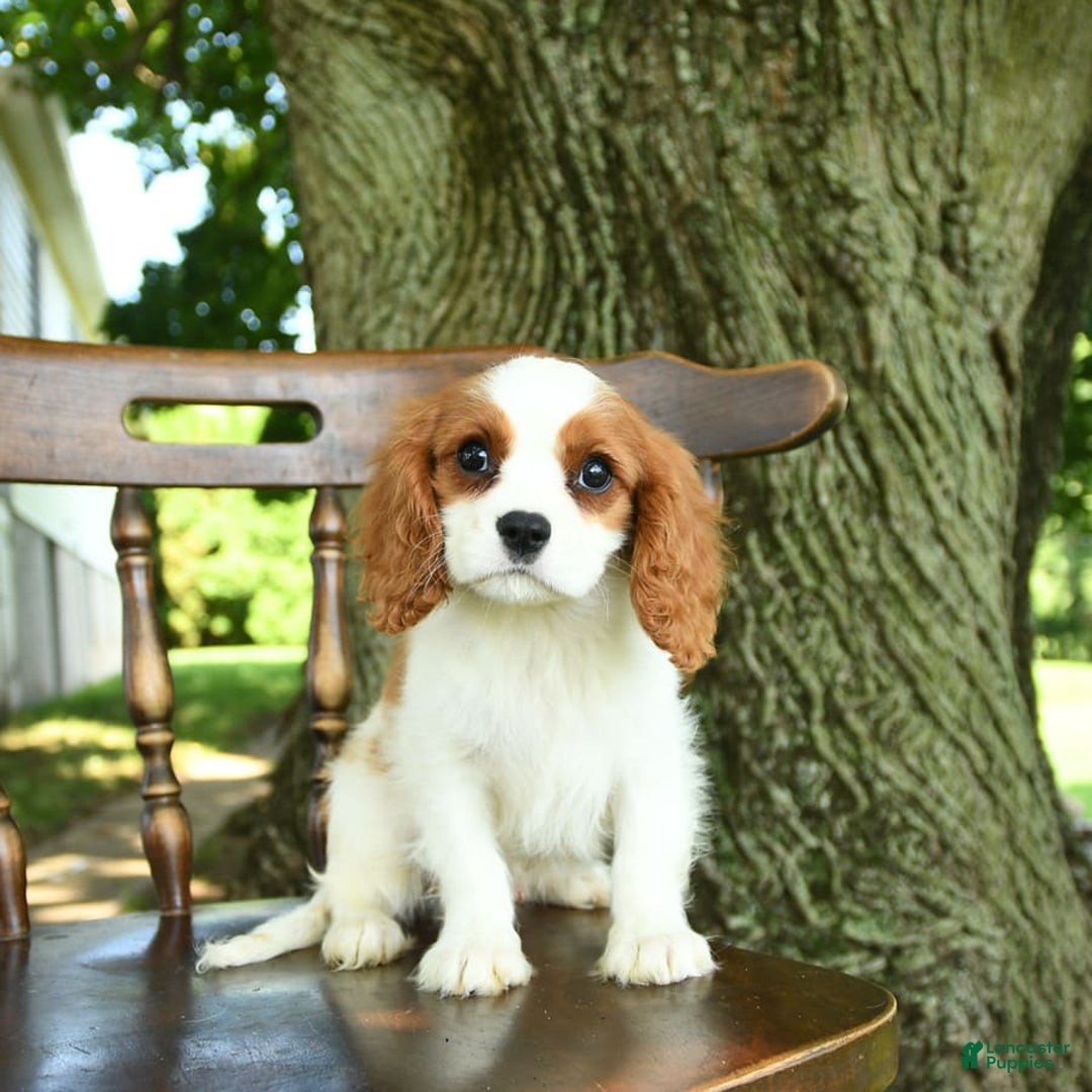 Cavalier King Charles Spaniel dogs for sale: Taylor - Image 10