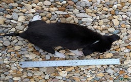 Pomchi dogs for sale: Pomchi 4 puppies - Image 17
