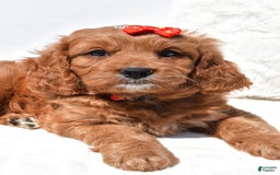 Mini Goldendoodle dogs for sale: Rambo - Image 4