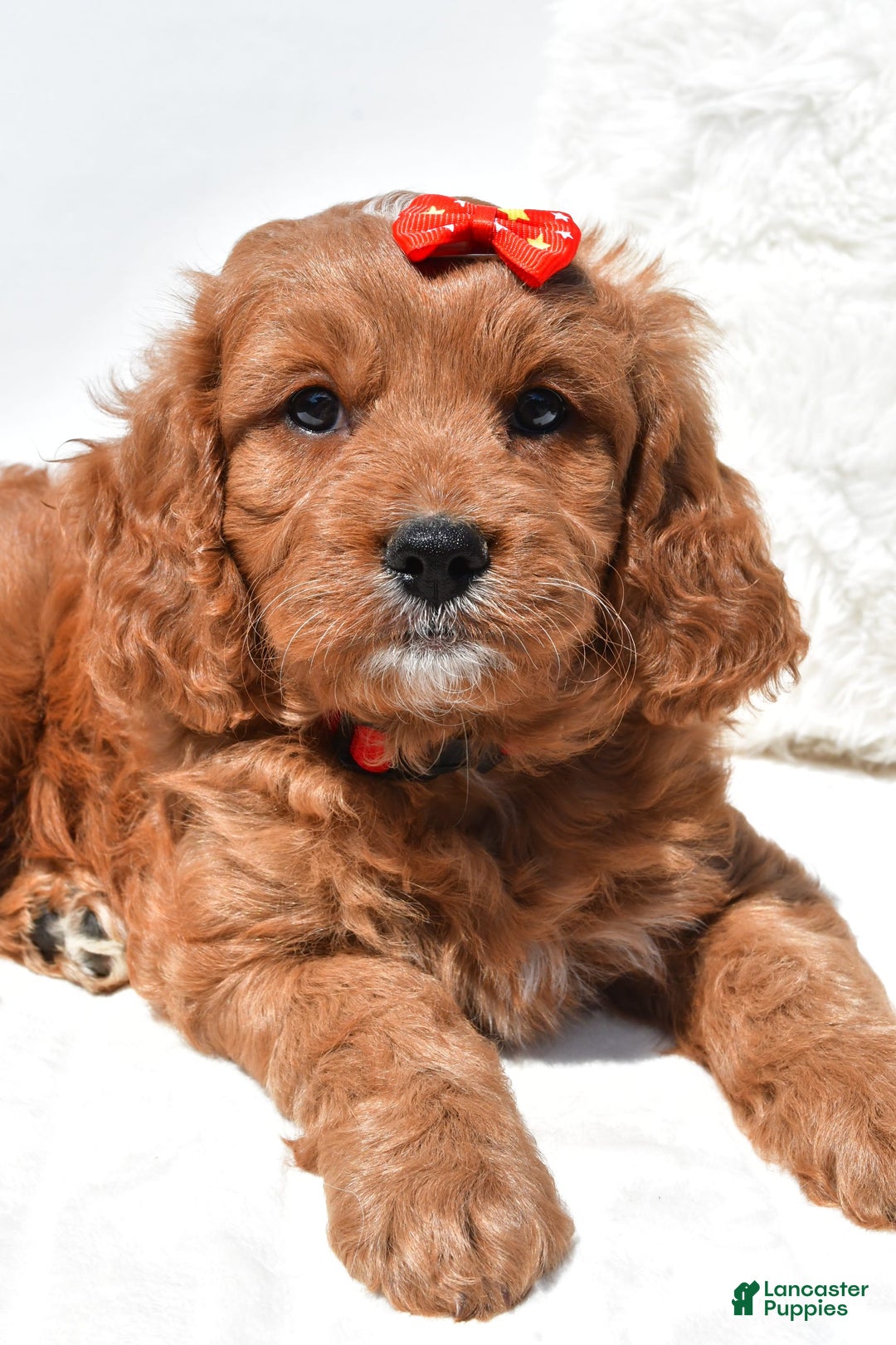 Mini Goldendoodle dogs for sale: Rambo - Image 4