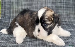 Shih Tzu dogs for sale: Teddy - Image 3