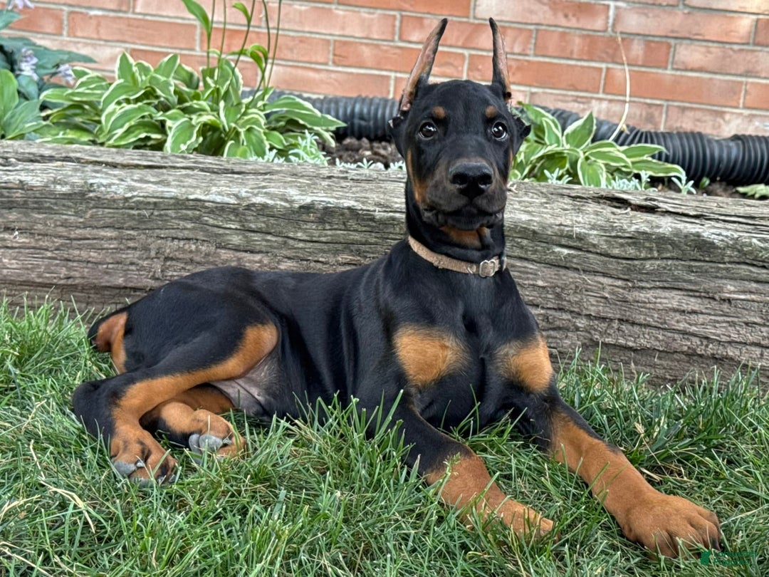 Doberman Pinscher dogs for sale: Sirus - Image 5