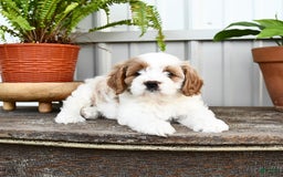 Cavapoo dogs for sale: Sky - Image 3