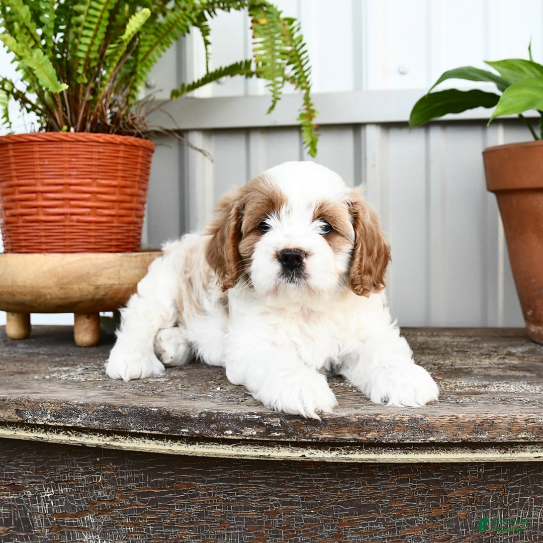 Cavapoo dogs for sale: Sky - Image 3