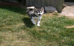 Pomsky dogs for sale: Sadie - Image 3
