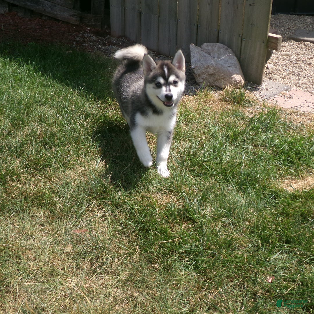 Pomsky dogs for sale: Sadie - Image 3