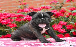 Frenchton dogs for sale: Forde - Image 1