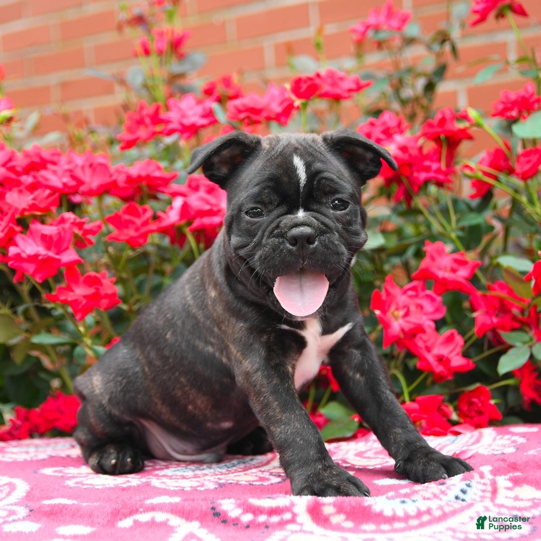 Frenchton dogs for sale: Forde - Image 1