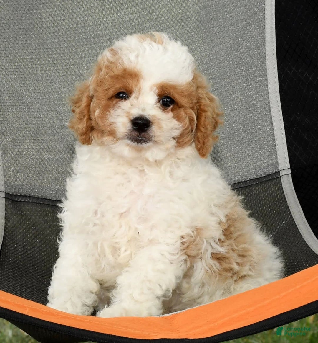 Cavapoo dogs for sale: Merf - Image 9