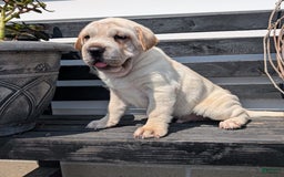 Mini Hippo dogs for sale: Cody - Image 16