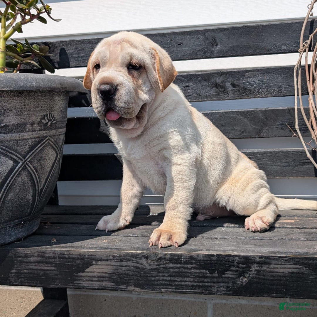 Mini Hippo dogs for sale: Cody - Image 16