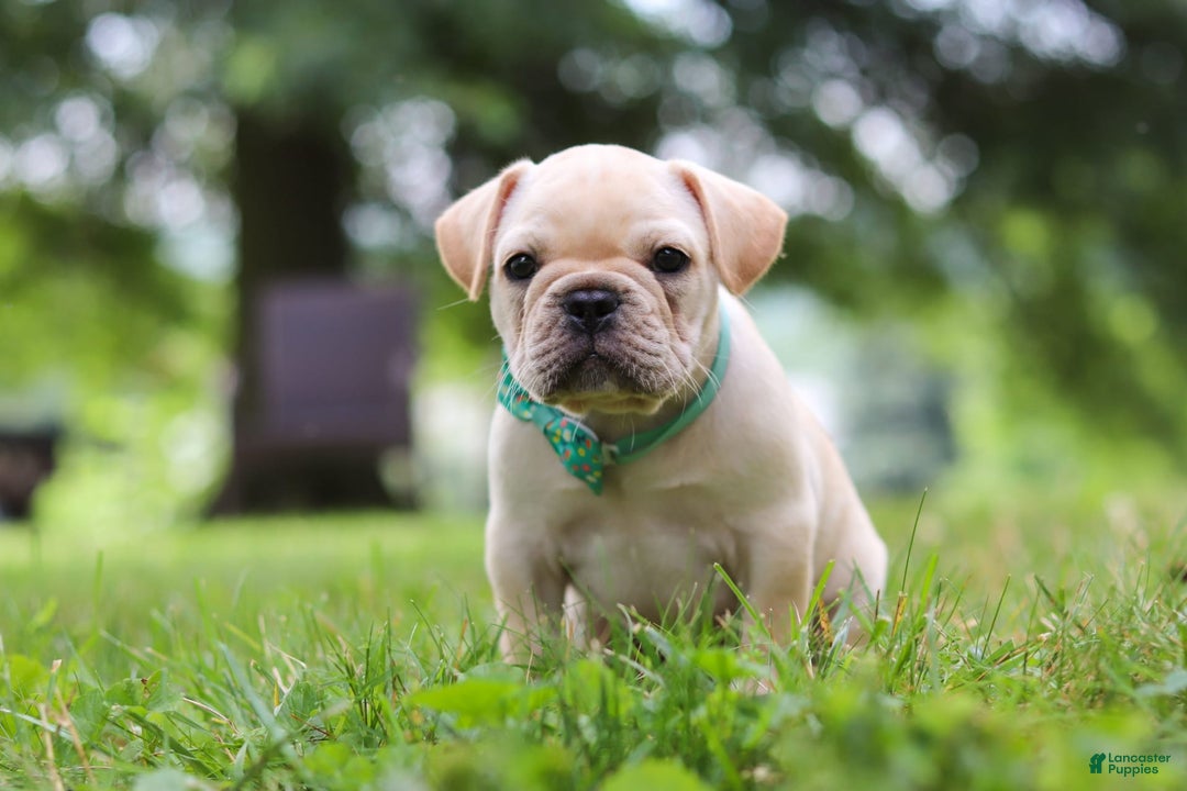 French Bulldog dogs for sale: French Bulldog 5 puppies - Image 33