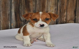 Jack Russell Terrier dogs for sale: Oscar - Image 5