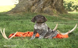 German Shorthaired Pointer dogs for sale: Brock AKC - Image 1