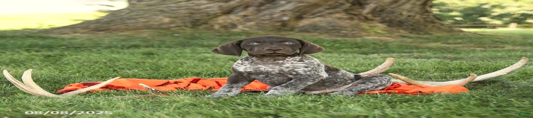 Brock AKC