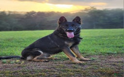 German Shepherd dogs for sale: Kora - Image 21