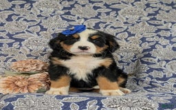 Bernese Mountain Dog dogs for sale: Emilee - Image 6