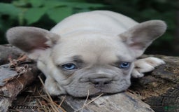 French Bulldog dogs for sale: Billy - Image 4