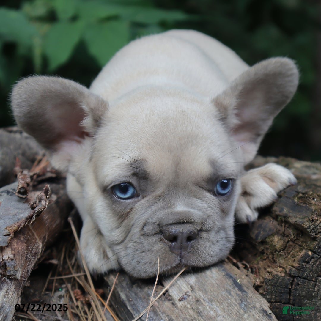 French Bulldog dogs for sale: Billy - Image 4