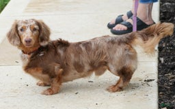 Miniature Dachshund dogs for sale: Spot - Image 8
