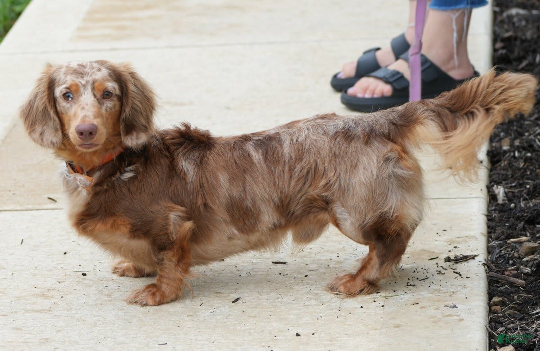 Miniature Dachshund dogs for sale: Spot - Image 8