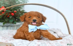 Bichpoo dogs for sale: Miller - Image 3