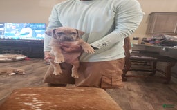 American Bully dogs for sale: Big Hoss - Image 173