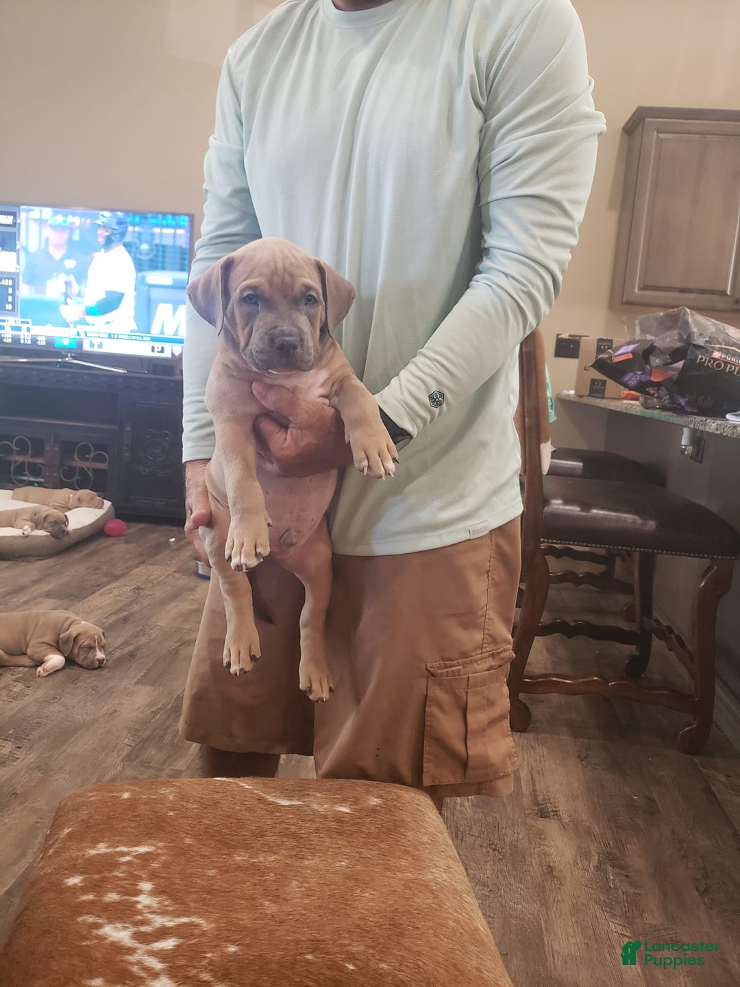 American Bully dogs for sale: Big Hoss - Image 173