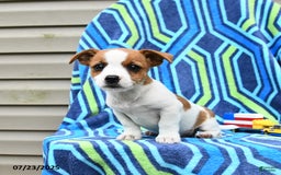 Jack Russell Terrier dogs for sale: Isaac - Image 1