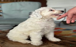 Mini Bernedoodle dogs for sale: Star - Image 9