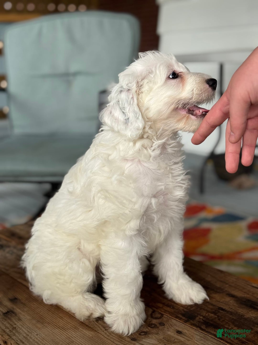 Mini Bernedoodle dogs for sale: Star - Image 9