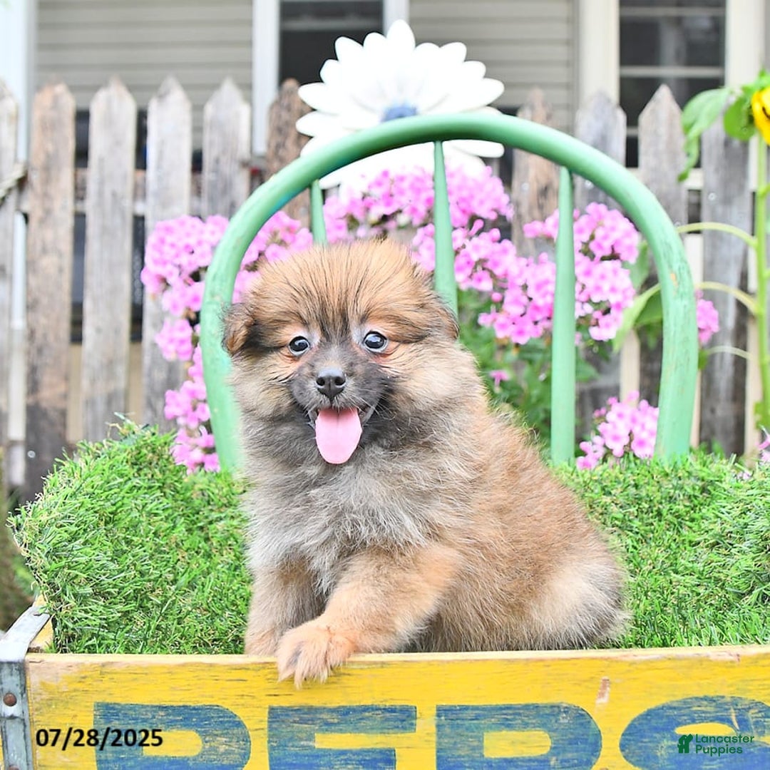 Pomeranian dogs for sale: Farra - Image 10
