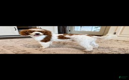 Cockapoo dogs for sale: Remi - Image 12