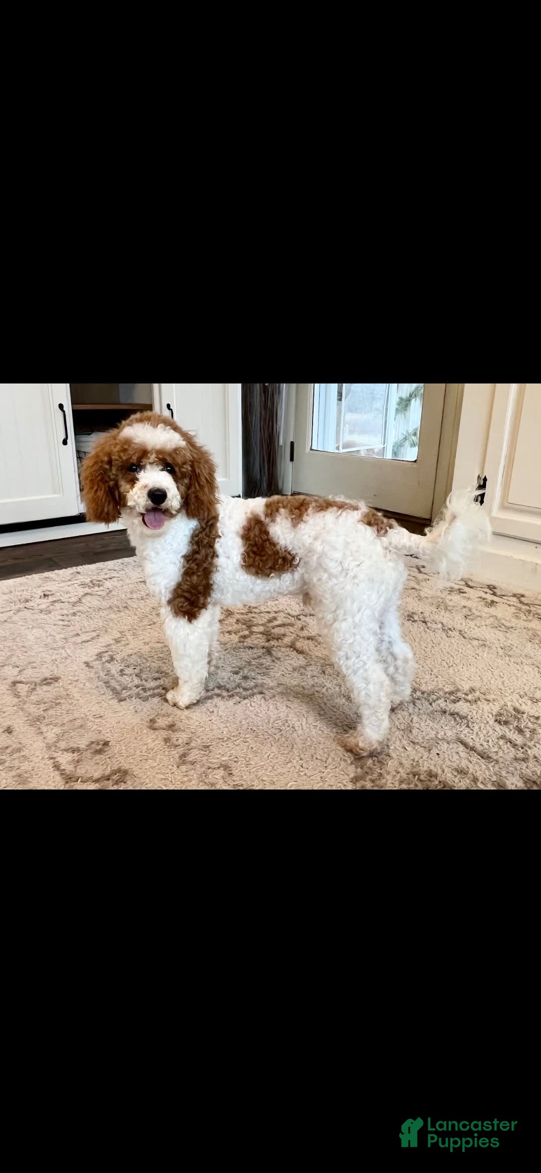 Cockapoo dogs for sale: Remi - Image 12