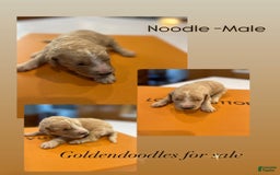 Goldendoodle dogs for sale: Noodle - Image 1