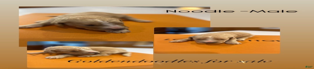Noodle