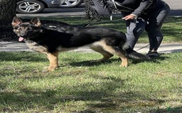 German Shepherd dogs for sale: Luna - Image 5