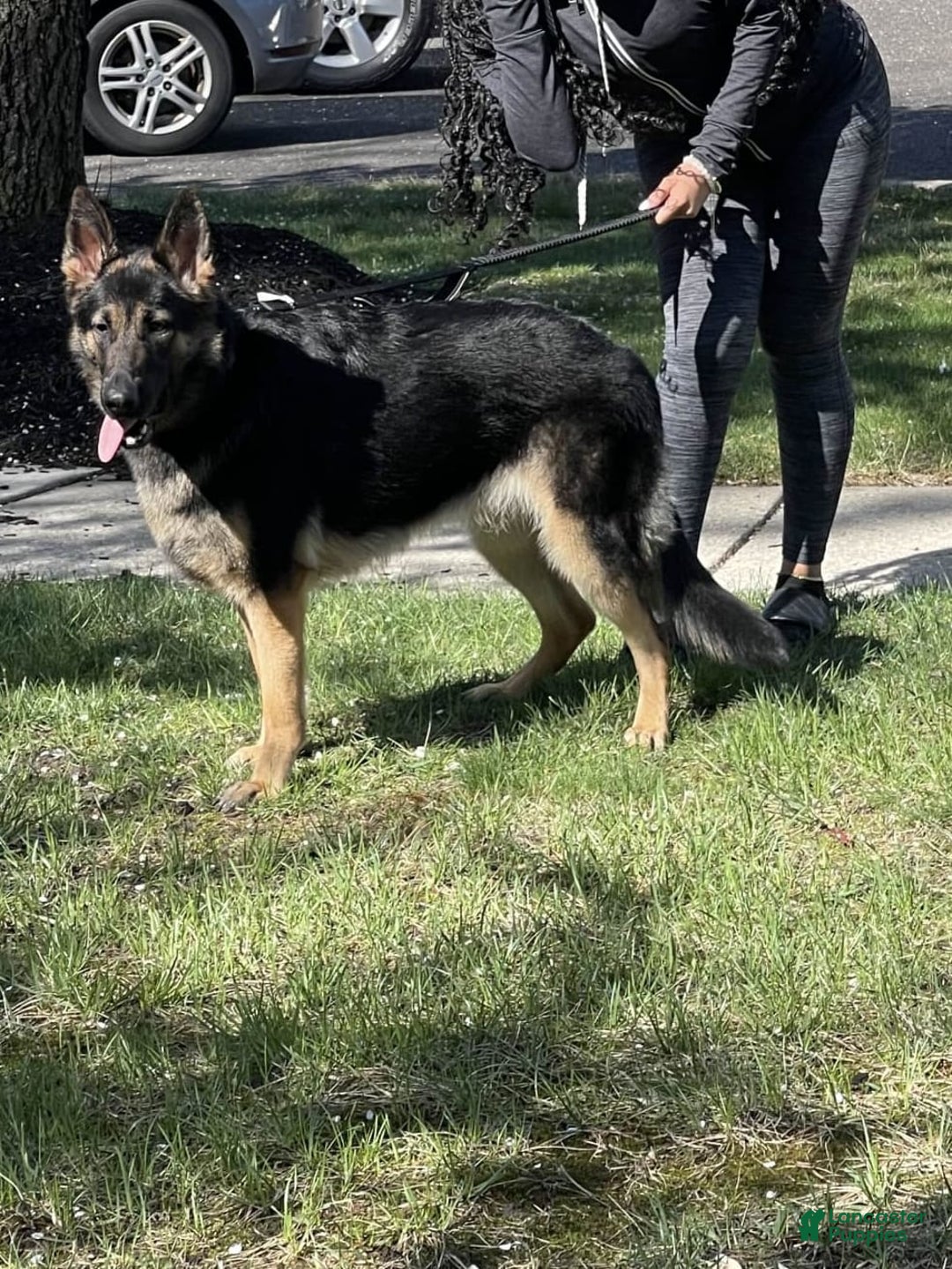 German Shepherd dogs for sale: Luna - Image 5