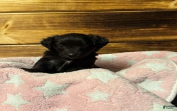 Mini Aussiedoodle dogs for sale: Mini Aussiedoodle 6 puppies - Image 8