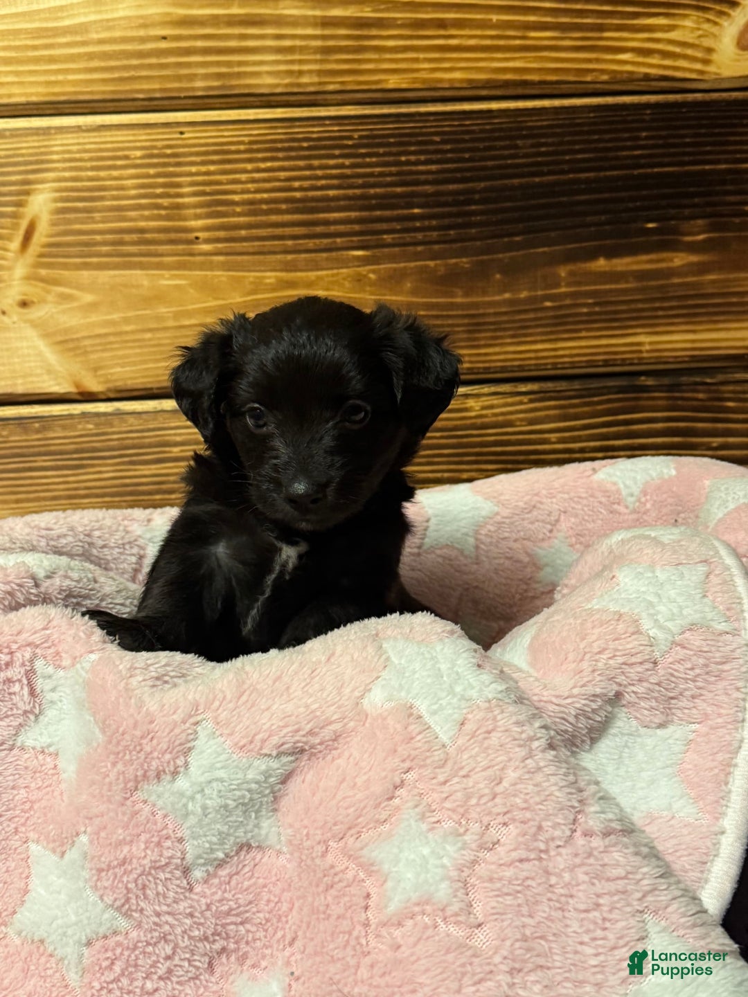 Mini Aussiedoodle dogs for sale: Mini Aussiedoodle 6 puppies - Image 8