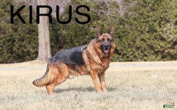 German Shepherd dogs for sale: Meadow - Image 12