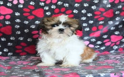 Shih Tzu dogs for sale: Izzy - Image 20