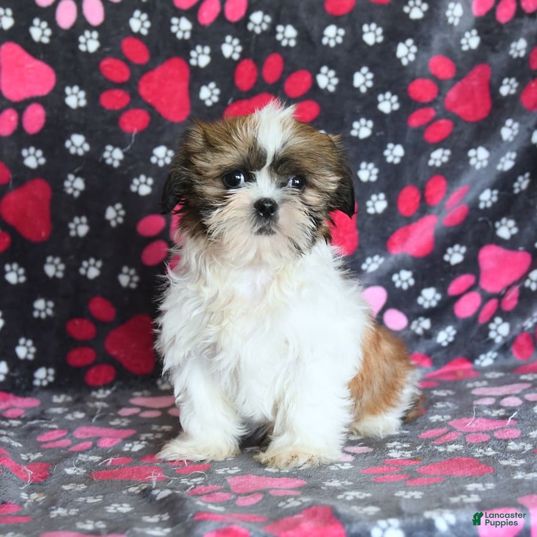 Shih Tzu dogs for sale: Izzy - Image 20