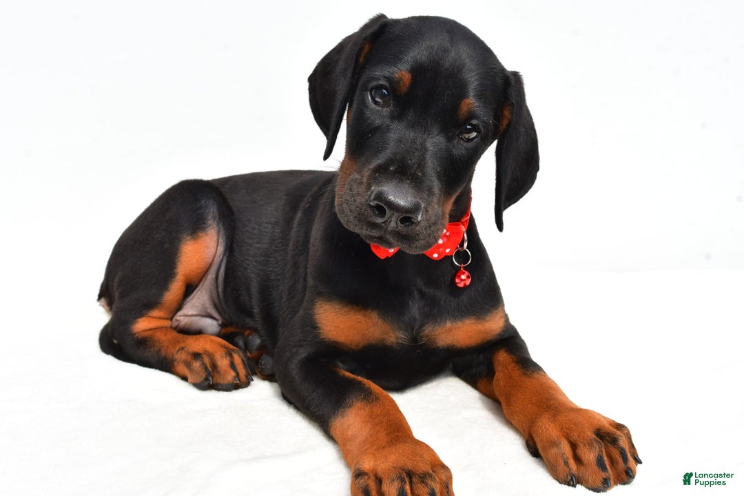 Doberman Pinscher dogs for sale: Mason - Image 6