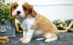 Cavalier King Charles Spaniel dogs for sale: Casper - Image 1