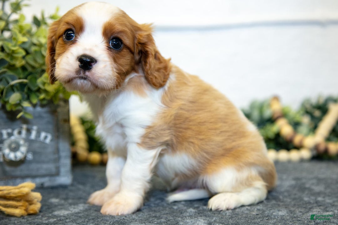 Cavalier King Charles Spaniel dogs for sale: Casper - Image 1
